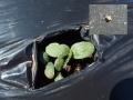 Allacma fusca