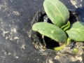 Allacma fusca