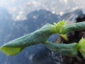Allacma fusca
